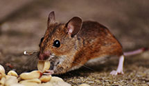 24 Hour & Emergency Exterminators in New Winchester, OH